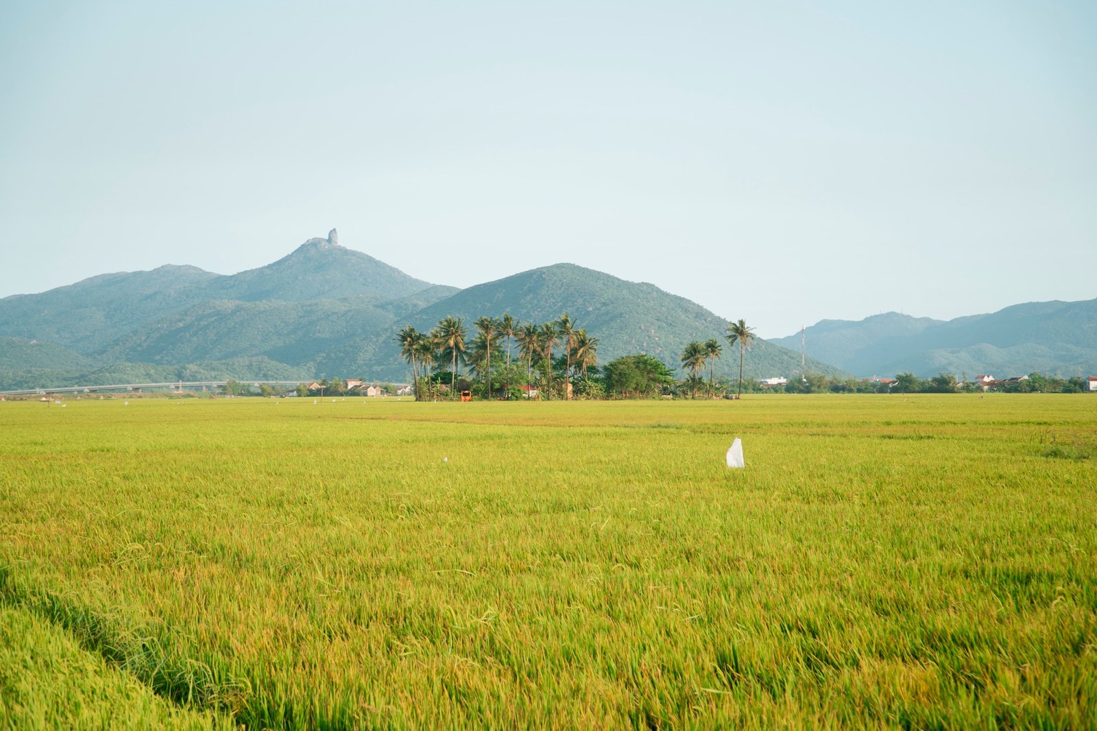 Cánh đồng lúa chín vàng tại Caroline Farm Phú Yên– điểm đến bình yên và thơ mộng của miền Trung Việt Nam