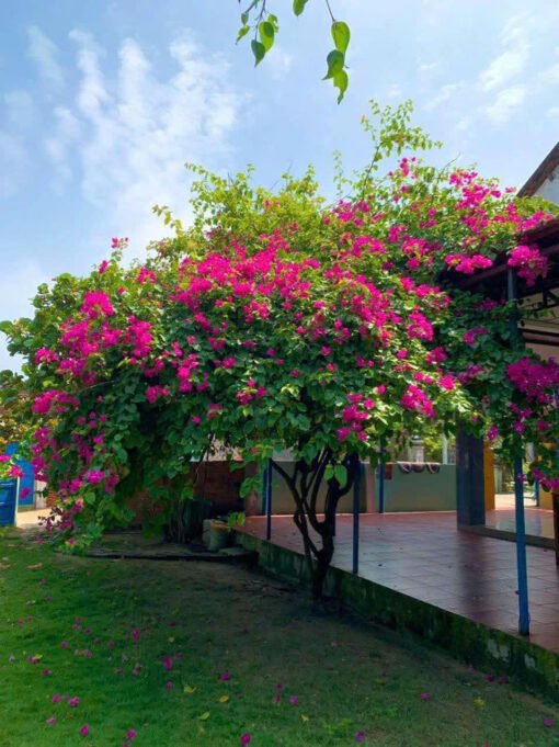 Homestay Beachview